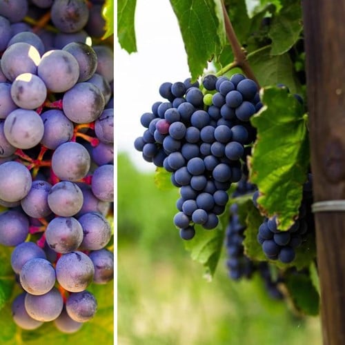 Raisin Rembrandt - Vitis vinifera