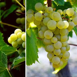 Raisin Vroege van der Laan - Vitis vinifera