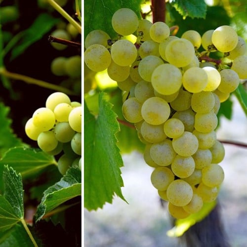 Raisin Vroege van der Laan - Vitis vinifera