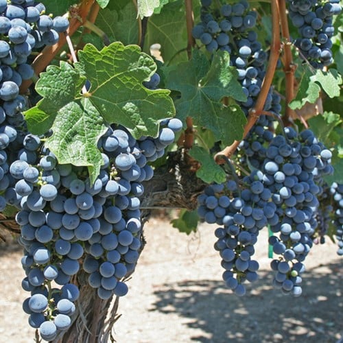 Raisin Boskoop Glory - Vitis Vinifera