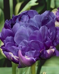 Tulipe Double Bleu - Tulipa double