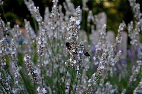 Lavande Blanche - Lavandula Angustifolia Alba (Pack de Six)