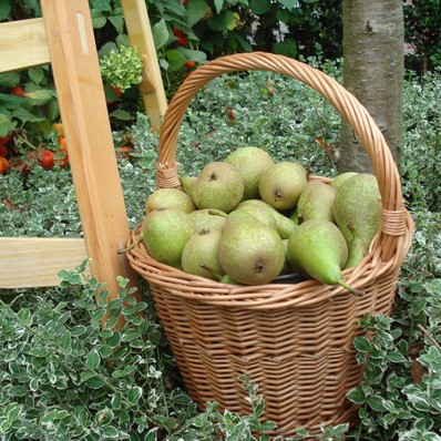 Panier de cueillette