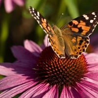 Echinacea Purpurea - L'échinacée-2