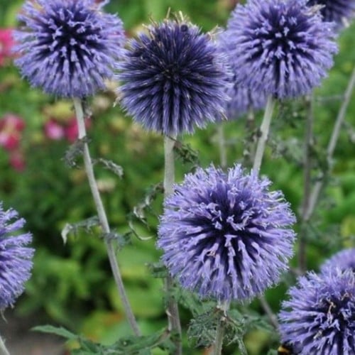 Echinops bannaticus Blue Globe – Boule azurée