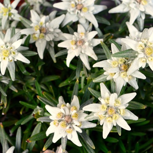 Edelweiss - Leontopodium Alpinum (Pack de six)