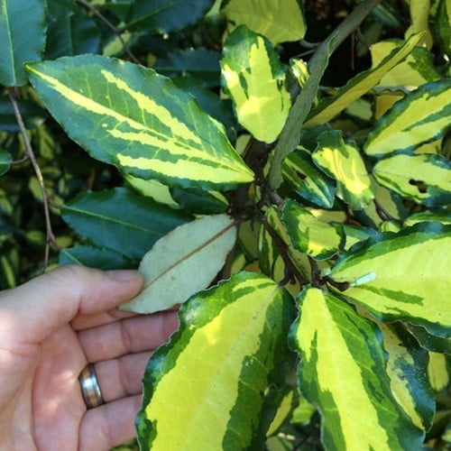 Chalef de Ebbing Limelight - Elaeagnus Ebbingei