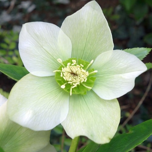 Helleborus Orientalis Pretty Ellen White - Rose de Noël