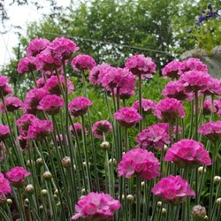 Gazon d Espagne Splendens - Armeria Maritima
