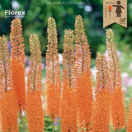 Eremurus Cleopatra Aiguille de Cléopatre
