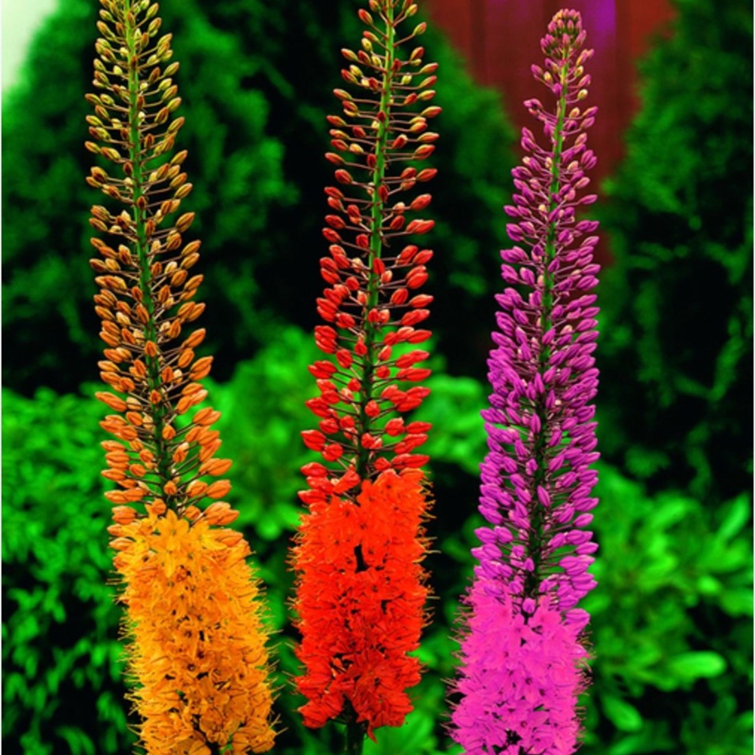 Acheter Lys des Steppes en Mélange Eremurus? Commandez en ligne au — free download