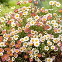 Erigeron karvinskianus - Vergerette de Karvinski