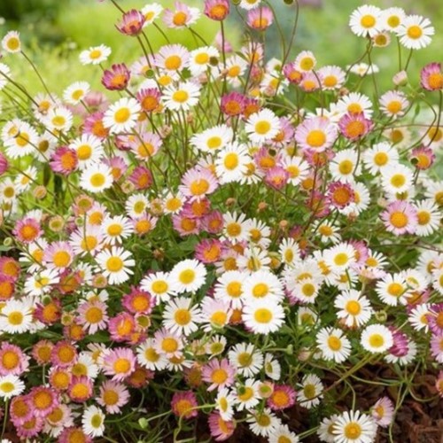 Erigeron karvinskianus - Fijnstraal
