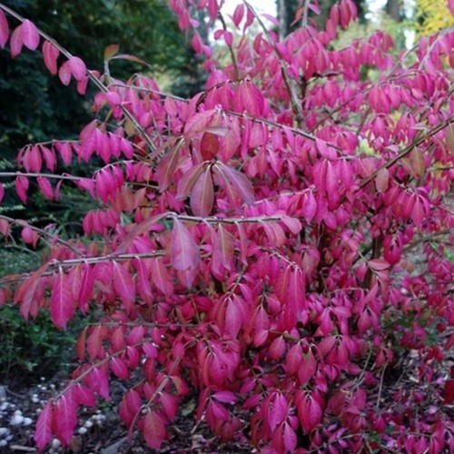 Fusain Ailé - Euonymus Alatus