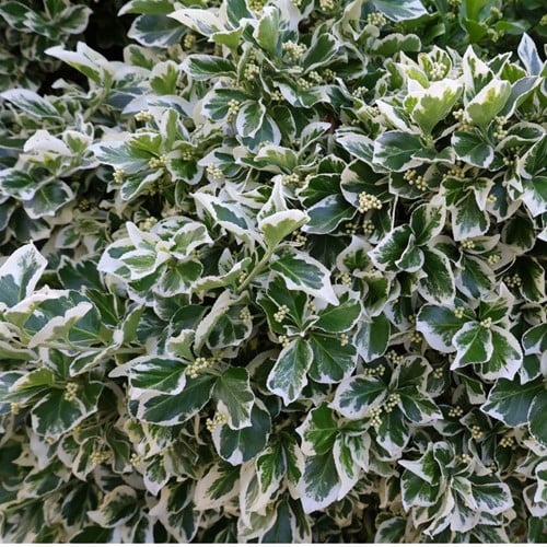 Euonymus Fortunei Emerald Gaiety - Fusain persistant