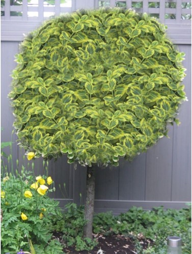 Euonymus Fortunei Emerald 'n Gold - Fusain Persistant