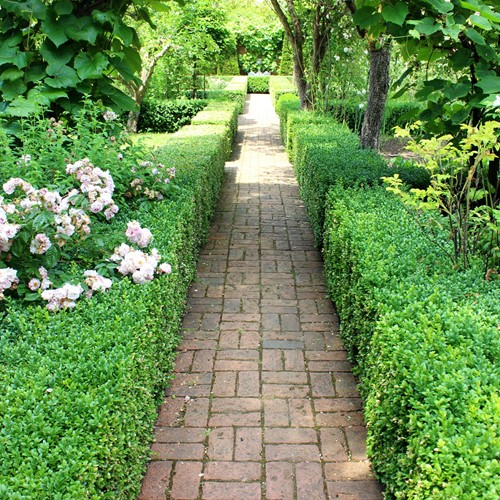 Euonymus japonicus Green Spire P12 - Buxus haag alternatief-2
