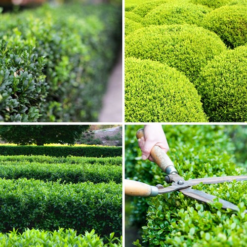 Euonymus Japonicus Green Spire - Fusain du Japon P12