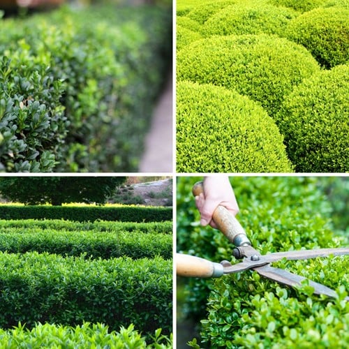 Euonymus Japonicus Green Spire - Fusain du Japon P10,5