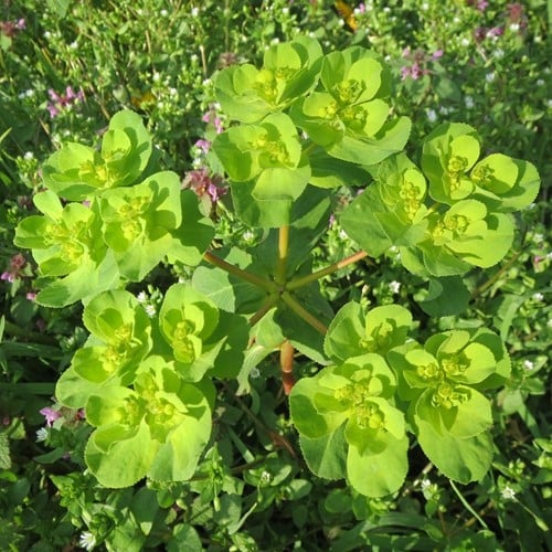 Euphorbia amygdaloides - Euphorbe des bois