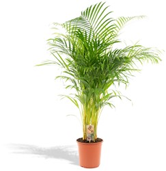 Palmier Areca - Ø21cm - 130cm (Dypsis Lutescens)