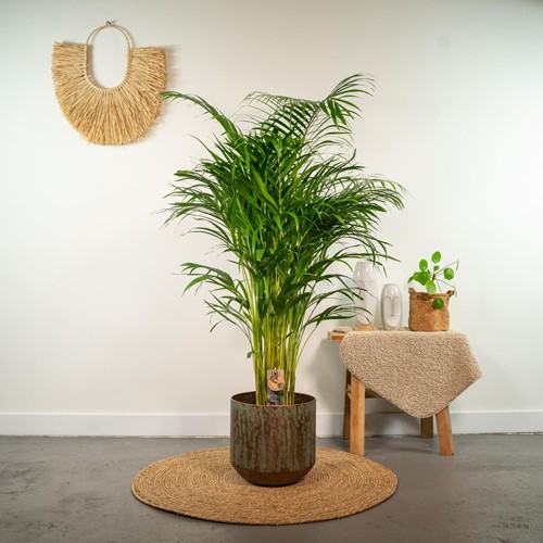 Palmier Areca - Ø21cm - 130cm (Dypsis Lutescens)-2