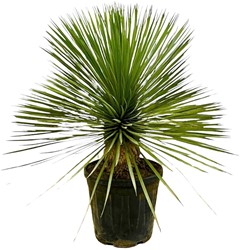 Yucca Rostrata op stam - 70 cm - Ø27