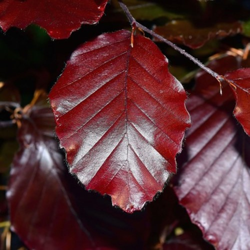 Fagus Sylvatica Rouge - Hêtre Commun / Fayard