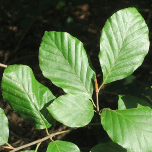 Hêtre Commun / Fayard (Fagus Sylvatica) 10x