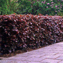 Fagus Sylvatica Rouge - Hêtre Commun / Fayard