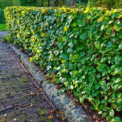 Hêtre Commun / Fayard (Fagus Sylvatica) 40-60