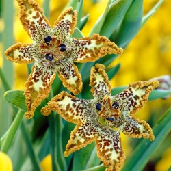 Ferraria Crispa – Iris étoile de mer