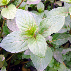 Menthe poivree Menthe piperita Senior