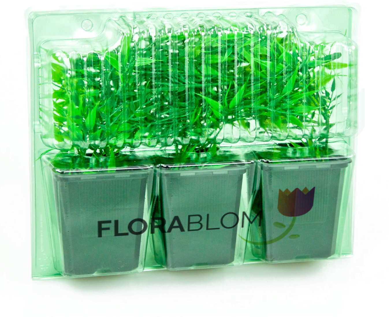 Rosier Grimpant White New Dawn - Willemse France