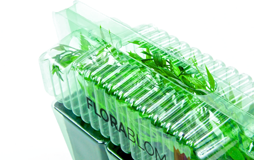 Fargesia Rufa - Bambou (Pack de six)-2
