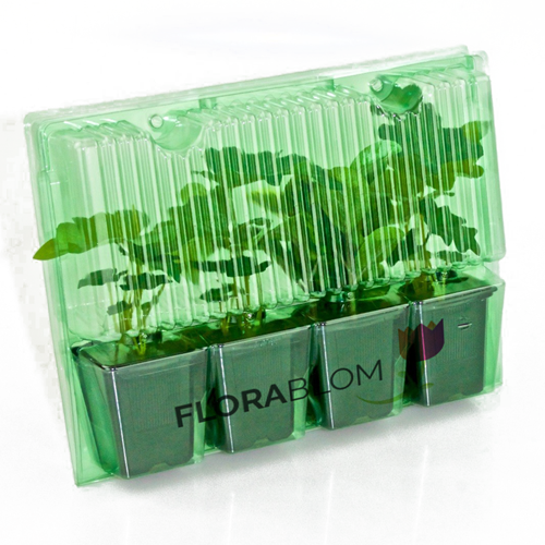 Paquet de plate-bande pour plate-bande à longue floraison (12 plantes: 2m2)-1