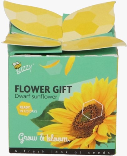 Buzzy Flower Gift (48x) Tournesol - Helianthus (Présentoir 48x)-3