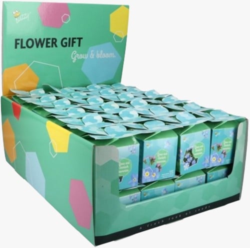 Buzzy Flower Gift (48x) Ne m'oubliez pas - Myosotis (Présentoir 48x)
