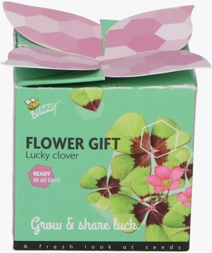Buzzy Flower Gift Trèfle à quattre feuilles - Trifolium (1 boîte)