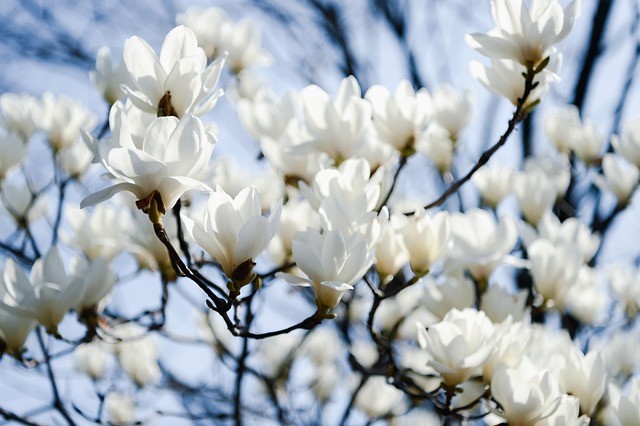 Taille du magnolia