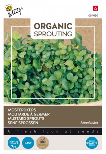 Moutarde à germer - Buzzy Organic Sprouting