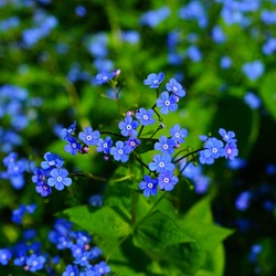 Myosotis