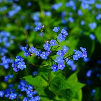 Ne m'oubliez pas - Myosotis Paquets de semences personnalisés - 1.000 pièces-3