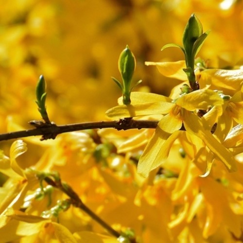 Mimosa de Paris (Forsythia Intermedia) Spectabilis