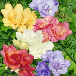 Freesias Doubles en Mélange