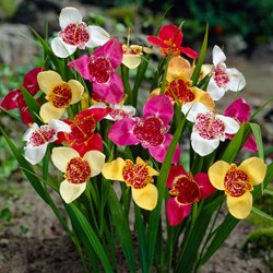 Freesia tigridia en Mélange