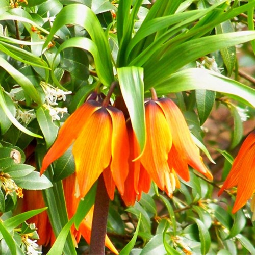 Fritillaire Impériale Aurora