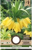 Fritillaire Impériale Lutea - Fritillaria Imperialis-2