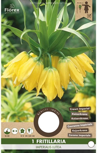 Fritillaire Impériale Lutea - Fritillaria Imperialis-2