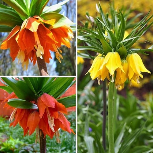 Fritillaire Impériale Mélange - Fritillaria imperialis